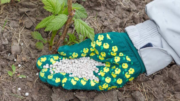 Подкармливаю малину 3 раза за весну – и всегда собираю большой урожай крупных сладких ягод