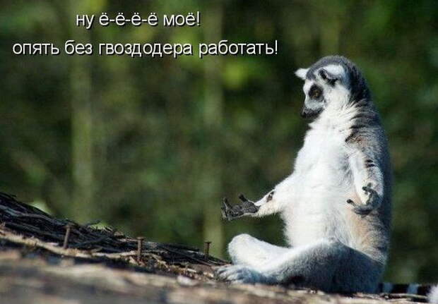 Котоматрицы (50 штук) Котоматрицы (50 штук)