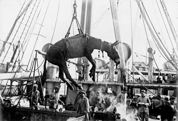 Перевозка мула из Египта в Европу, 1915 год