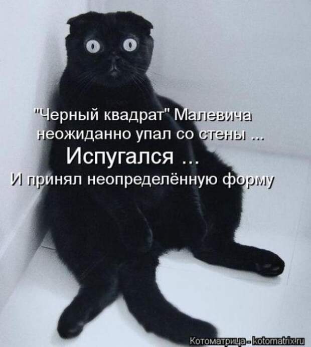 Котоматрицы (картинки с подписями)
