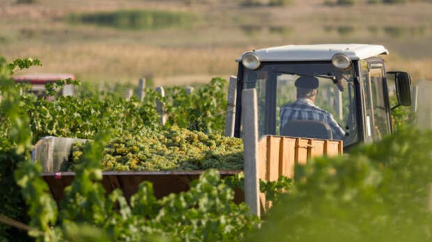 Инвесторы вложили в агропромышленный комплекс Крыма больше 54 млрд рублей