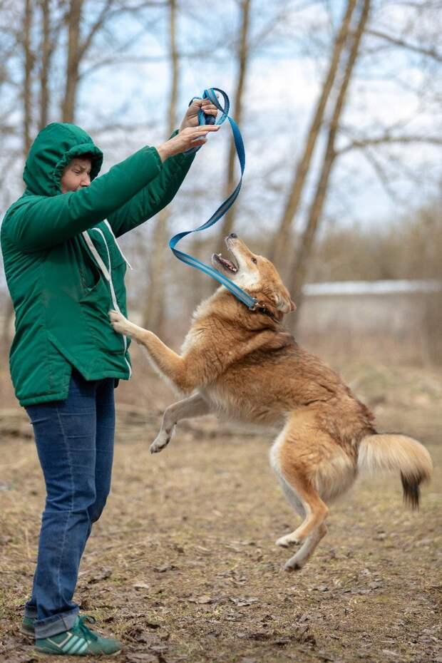 Приютский пес стал донором для домашней собаки и благодаря этому обрел хозяев волонтер, истории спасения, пес, приют, собака
