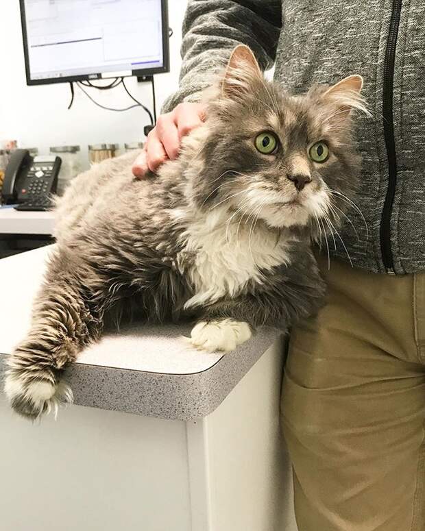 Уилфорд - котик весом 13 кг, худеет, чтобы найти новых хозяев