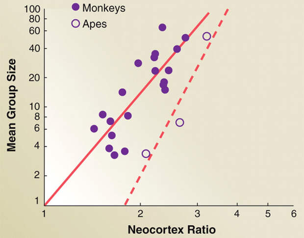 Положительная корреляция между размером группы (вертикальная ось) и объемом неокортекса (отнесенным к объему всего мозга) у нечеловекообразных (monkeys) и человекообразных обезьян (apes) (R. I. M. Dunbar, 1992. Neocortex size as a constraint on group size in primates // Journal of Human Evolution. V. 22(6). P. 469–493). Рисунок с сайта dericbownds.net