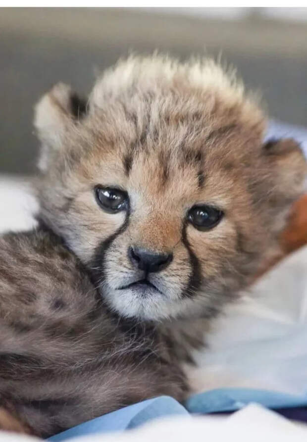 Маленькие большие кошки Большие кошки, Милота, Детеныш, Хищник, Животные, Дикие животные, Лев, Леопард, Гепард, Тигр, Пантера, Пума, Снежный барс, Ягуар, Манул, Каракал, Рысь, Фотография, Длиннопост