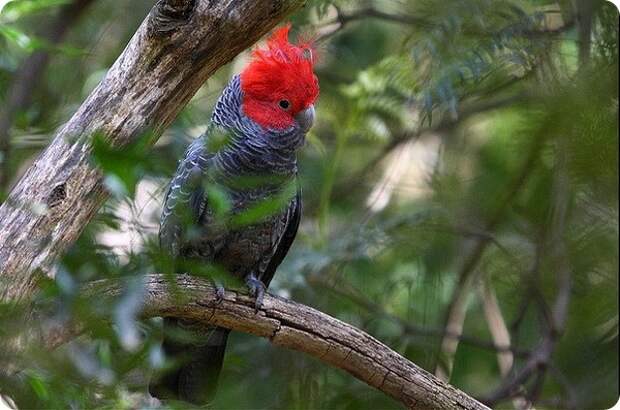 Шлемоносный какаду (лат. Callocephalon fimbriatum)