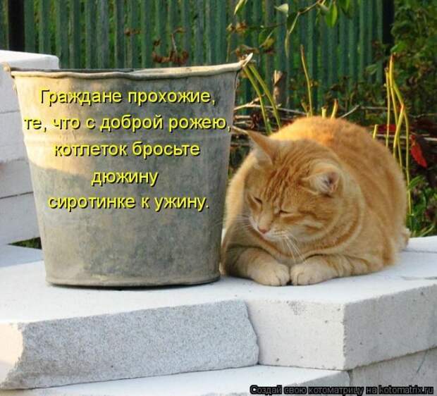 Лучшие котоматрицы недели