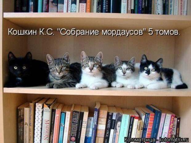 Новая котоматрица недели (39 фото)