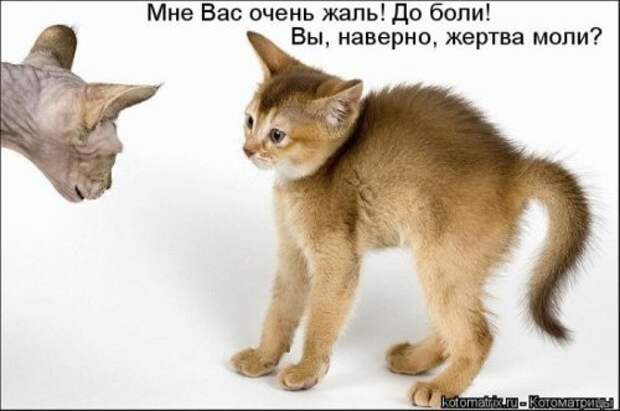 Прикольная котоматрица за неделю