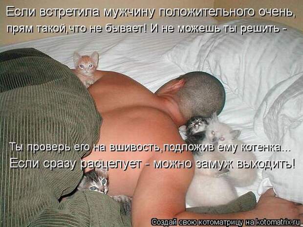 Лучшие котоматрицы недели (50 фото)