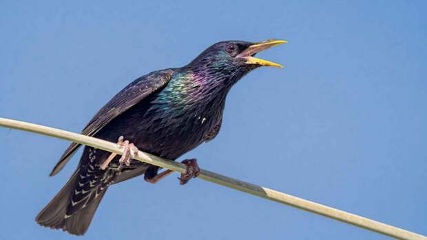 Каких перелётных птиц ждать в Москве в марте