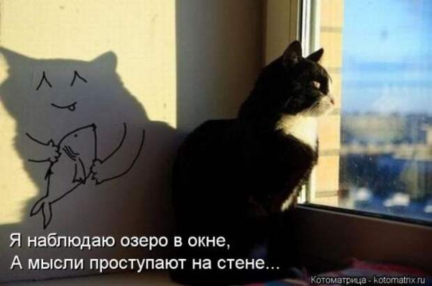 Котоматрицы (картинки с надписями)