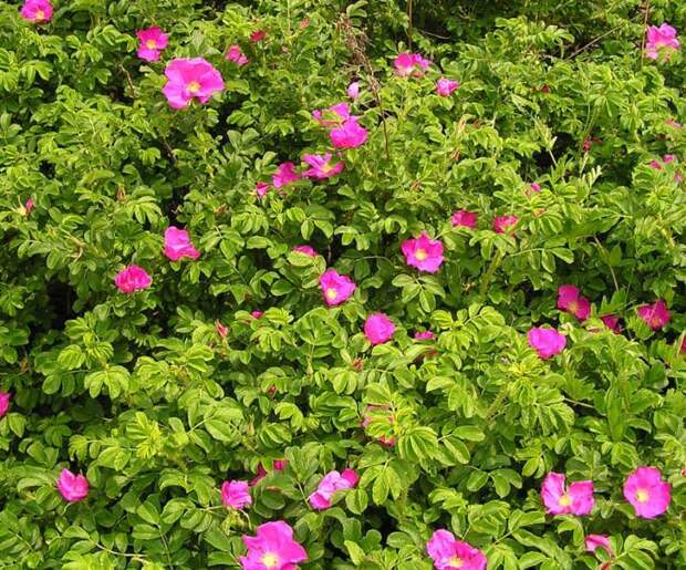 Все форумы Шиповник морщинистый (Rosa rugosa, Rosaceae)