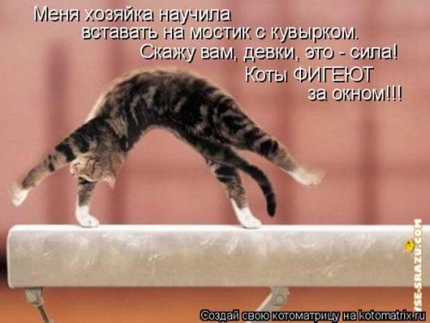 Новая котоматрица для хорошего настроения (39 фото)