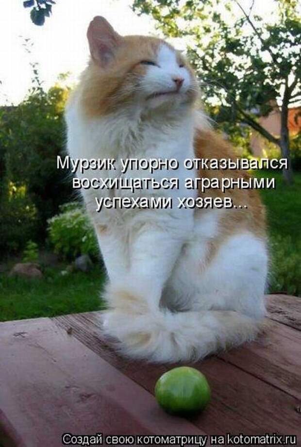 Лучшие котоматрицы недели (50 фото)