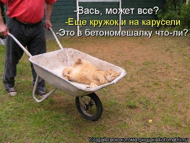 Лучшие котоматрицы недели