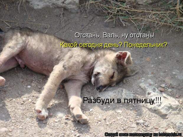 Отстань, Валь, ну отстань! Какой сегодня день? Понедельник? Разбуди в 