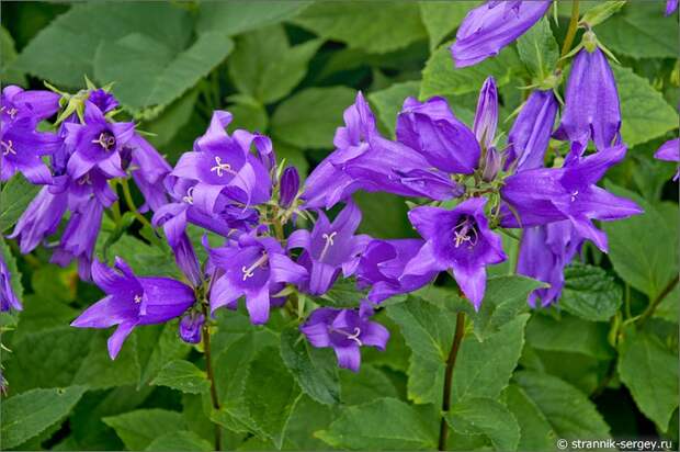 Полевые цветы фиолетовые колокольчики