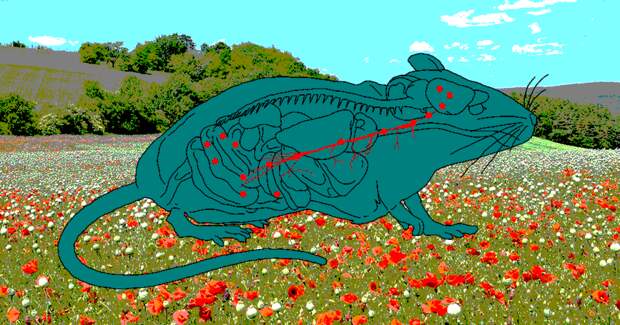 Неожиданные соседи: как кишечные бактерии попадают в мозг и что там делают