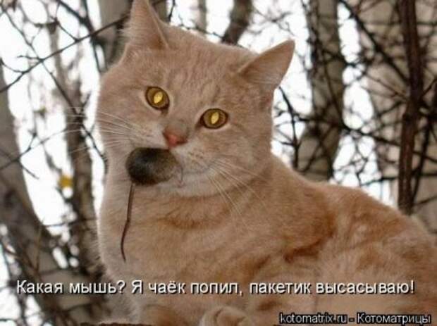 Котоматрица