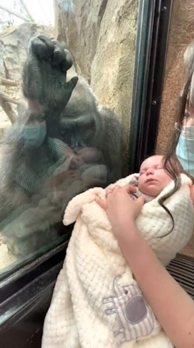 Невероятный момент: горилла очарована человеческим потомством