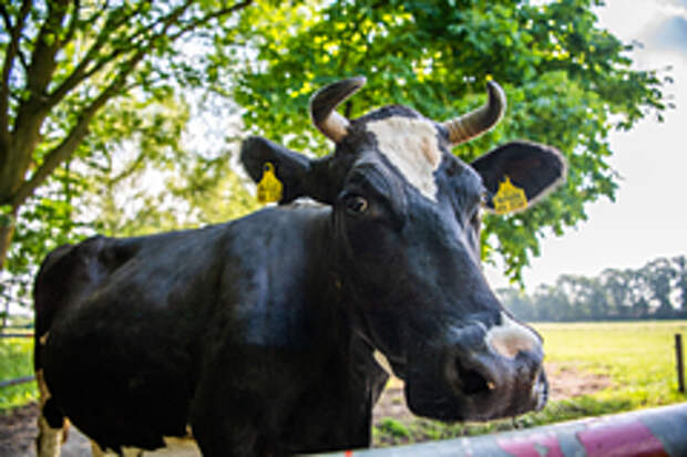 Французские фермеры заменили российский газ коровьими экскрементами