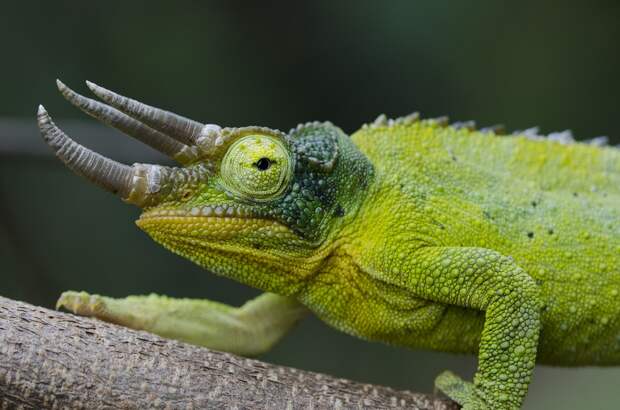 chameleons01 Самые колоритные хамелеоны