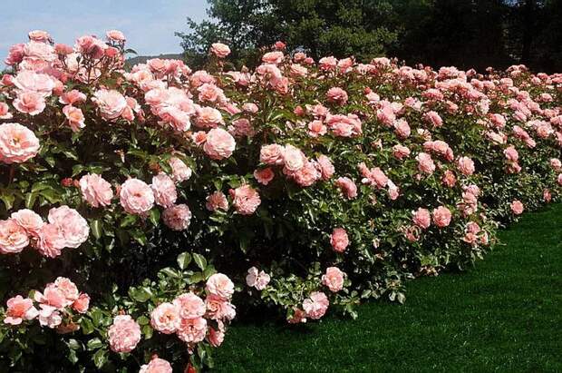Прекрасные розы - самым прекрасным женщинам. Обсуждение на LiveInternet - Российский Сервис Онлайн-Дневников