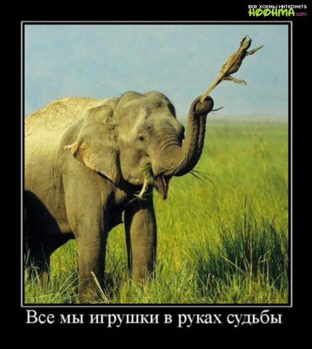 Веселая подборка демотиваторов