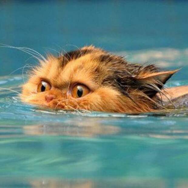 ПЛАВАТЕЛЬНЫЙ КОТЁНОК