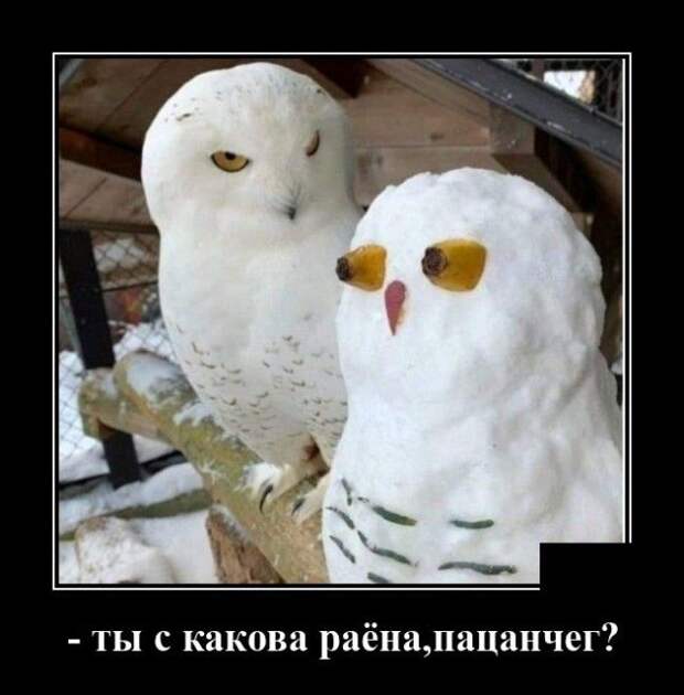demotivatory-demotivator-smeshnye-demotivatory-demotivator-so-smyslom
