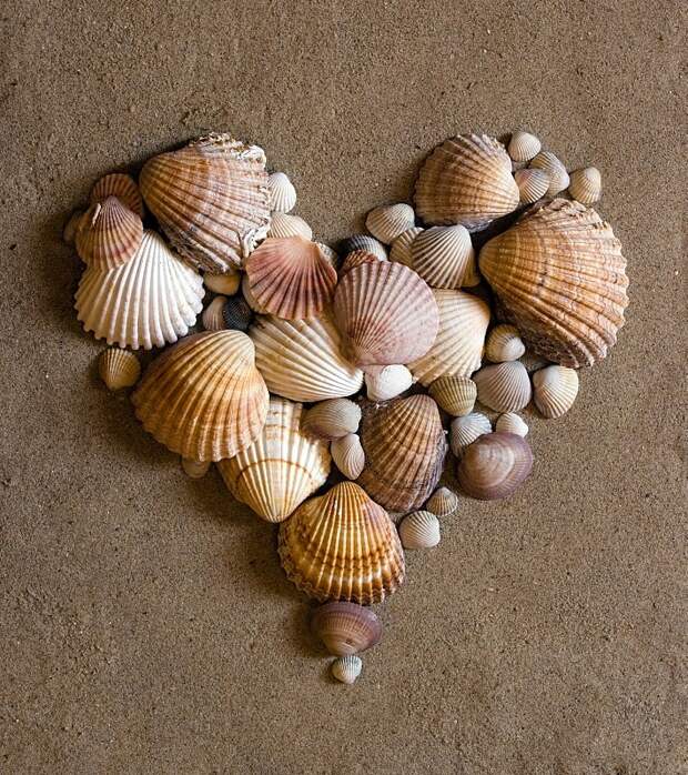 Shell искусства