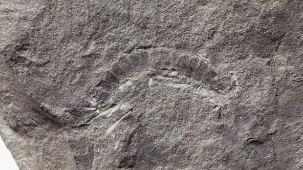 Найдена древнейшая в мире многоножка возрастом 425 миллионов лет