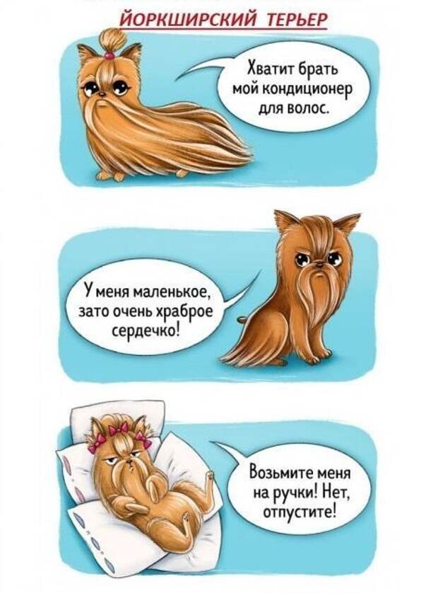 Весёлый гид по породам собак Породы собак, особенности пород, собаки, юмор