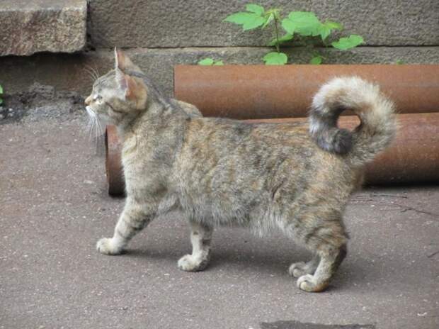 Бывают и коты породы "Лайка" бронетехника, животные, коты