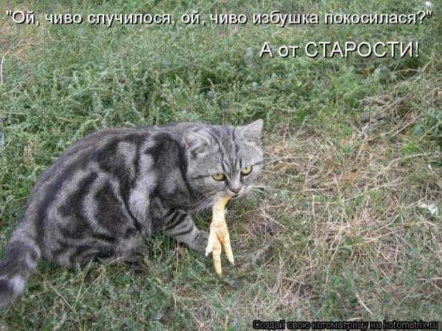 Котоматрицы (картинки с надписями)