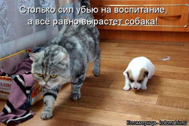Лучшие котоматрицы недели