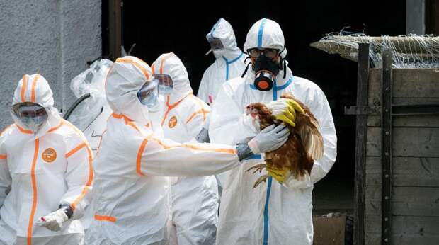 В Чехии вновь зарегистрировали вспышку птичьего гриппа