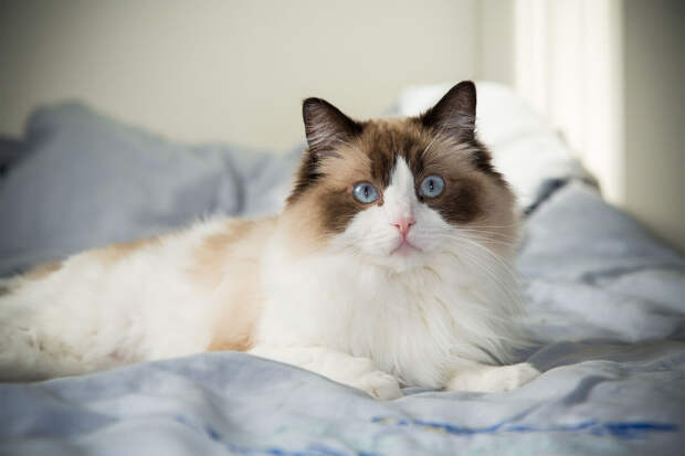 Эксперт Иши: помогать питомцу привыкнуть к пылесосу нужно поэтапно