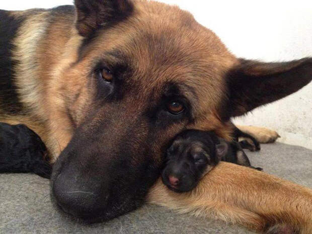 Эти собаки знают, что такое семья!