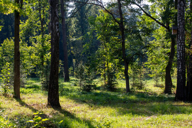 Ясенелистный клен как вредное растение приравняли к борщевику Сосновского