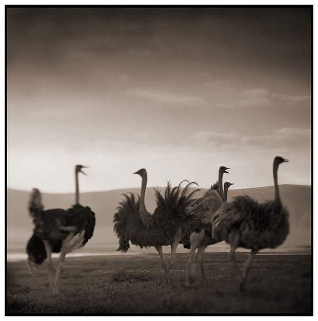 фотографии африки. Nick Brandt