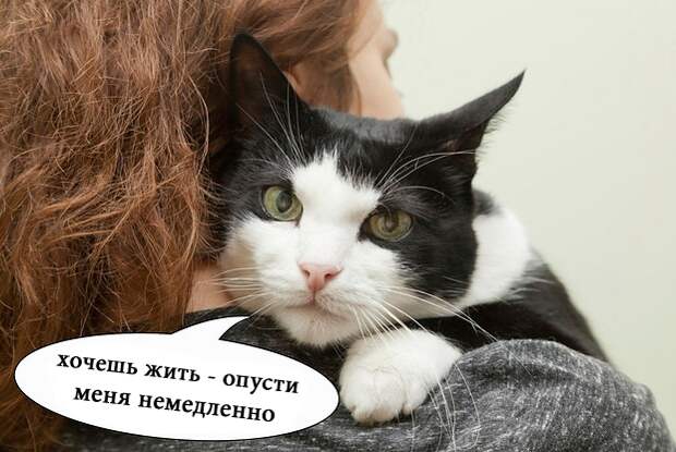 О чем на самом деле думают коты