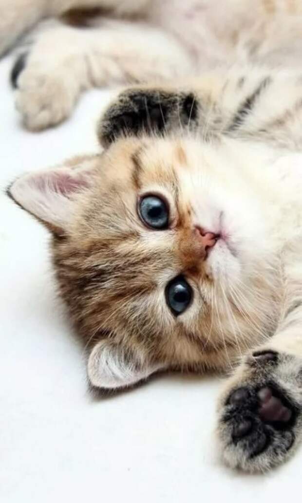 СЂРіРґРјРіСЂРґСЂРіРґ (420x700, 145Kb)