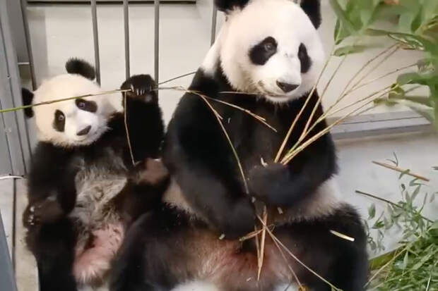 В Московском зоопарке показали видео, как завтракает панда Катюша