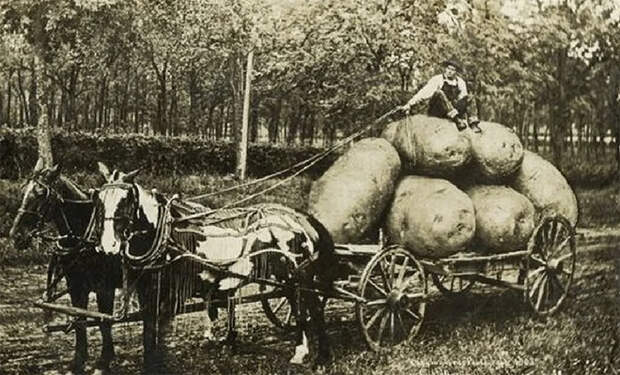 Более 100 лет назад люди делали фото с гигантскими овощами и зайцами больше человека. Фотошоп 19 века