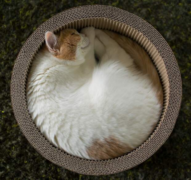 Обычная жизнь котов в Токио Обычная жизнь котов в Токио