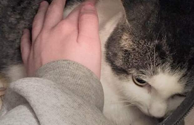 Злая кошка Недовольная кошка