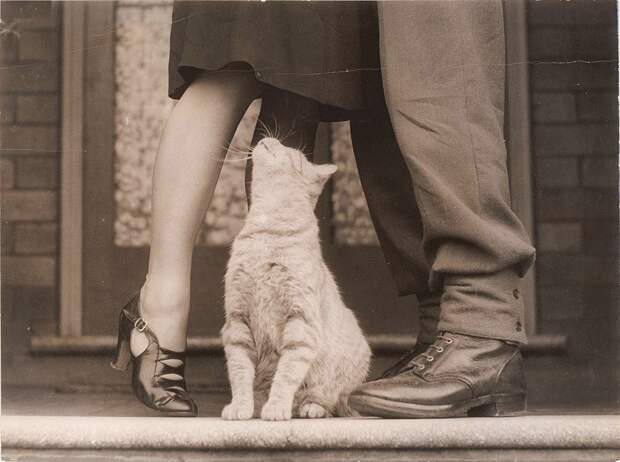lolcats86 100 лучших фотографий кошек всех времен и народов