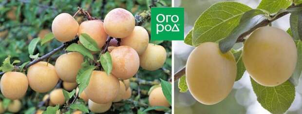 уссурийская слива